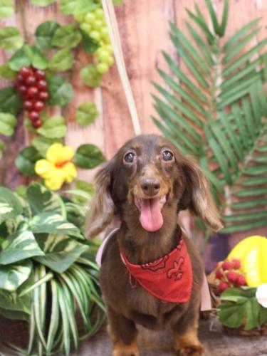 20230813ミニーちゃん